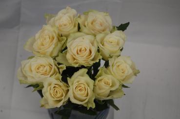 Rose Athena - weiß